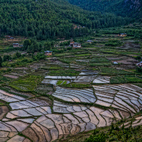 Rice paddies