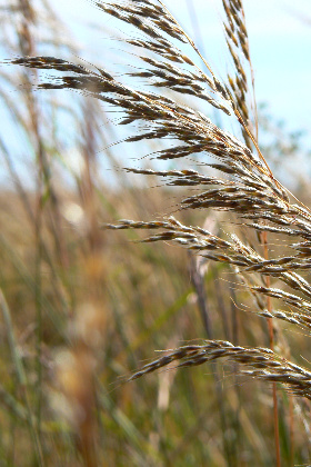 Prarire grass